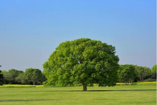 low_bg6